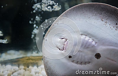 Closed up of mouth Stingrays fish Stock Photo