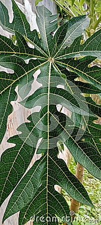 Closed up photo of Papaya leaf Stock Photo