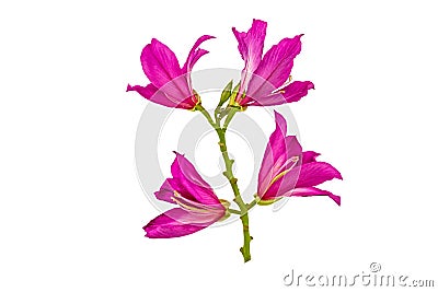 Closed up pink Bauhinia purpurea flower or Butterfly Tree on white Stock Photo