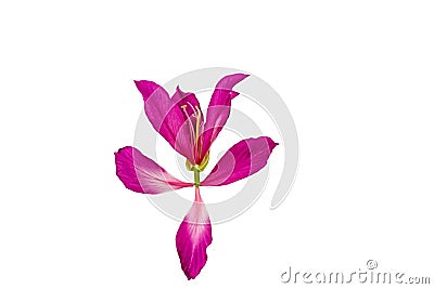 Closed up pink Bauhinia purpurea isolate flower or Butterfly Tree, Orchid Tree, isolated on white background.Saved with clipping Stock Photo