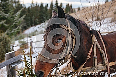 Closed up portrait of brown harnessed horse on the background of Stock Photo