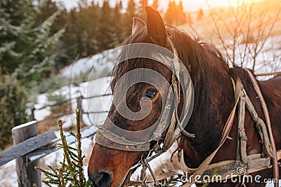 Closed up portrait of brown harnessed horse on the background of Stock Photo