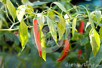 Close up of red color chilli plant background Stock Photo