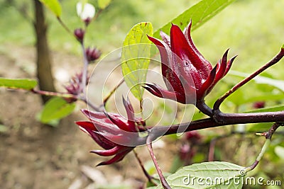 Closed up of red Hibiscus sabdariffa, Roselle Stock Photo
