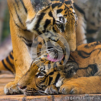 Closed up of tigers licking on his friend's head Stock Photo