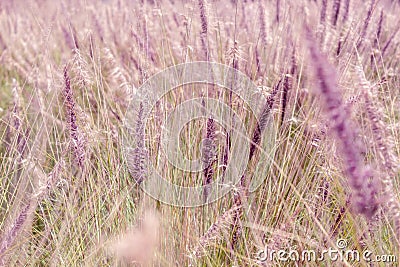 Closed up to a stunning vibrant purple and green wheat field Stock Photo