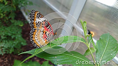 Closed wings orange & x22;tiger& x22; butterfly Stock Photo