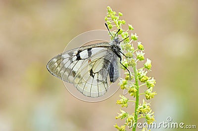 The clouded Apollo butterfly , Parnassius mnemosyne Stock Photo