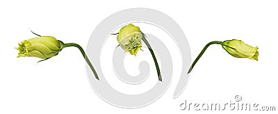 Closed yellow eustoma buds prairie gentian isolated on white background. Set of images. Stock Photo