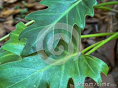 A closeip of green Xanadu Philodendron leaves Stock Photo