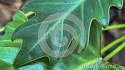 A closeip of green Xanadu Philodendron leaves Stock Photo