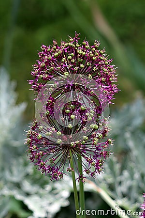 Closely growing two Allium or Ornamental onion round flower heads composed of dozens of partially open star shaped light purple Stock Photo