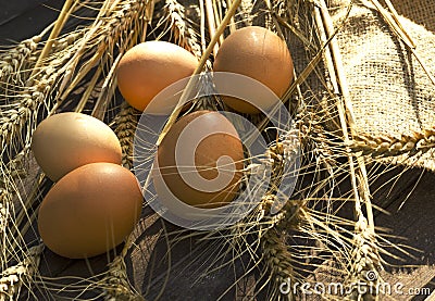 Closep of fresh eggs, ripe wheat stems and sackcloth on the wooden background.Natural light Stock Photo
