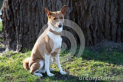 Closer front view of a two tone basenji sitting on a grass area in meppen emsland germany Stock Photo