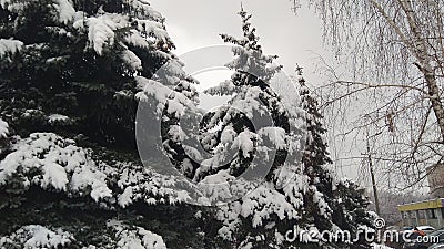 Closer look of Christmas tree under snow Stock Photo