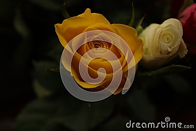 A closer look to a thread of an rose inside of a local house.This image shows in detail some specific patterns Stock Photo