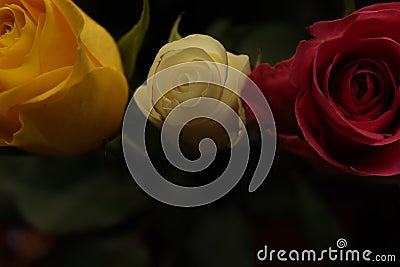 A closer look to a thread of an rose inside of a local house.This image shows in detail some specific patterns Stock Photo