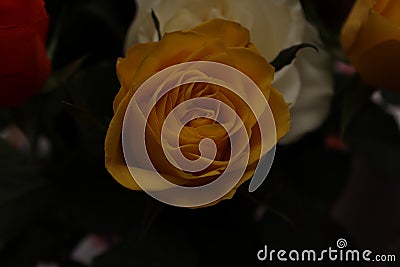 A closer look to a thread of an rose inside of a local house.This image shows in detail some specific patterns Stock Photo