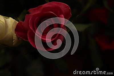 A closer look to a thread of an rose inside of a local house.This image shows in detail some specific patterns Stock Photo