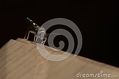 Closer in Low angle macro portrait of a wasp beetle`s face as it perches on mad made piece of oak Stock Photo