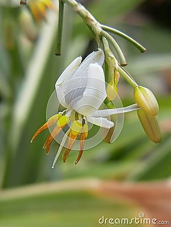 Closer photo of Dianella ensifolia Stock Photo