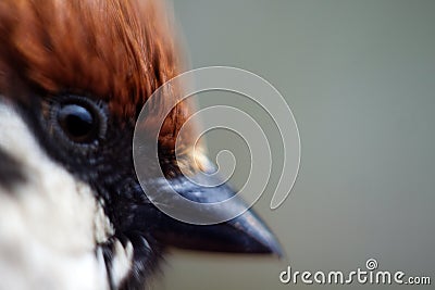Macro portraits of Sparrow Stock Photo