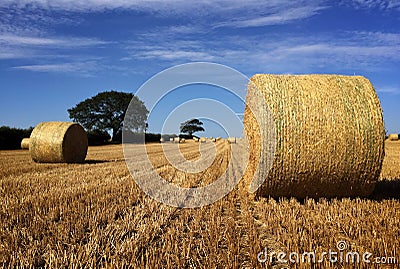 Closer view of bale of straw after the harvest Stock Photo