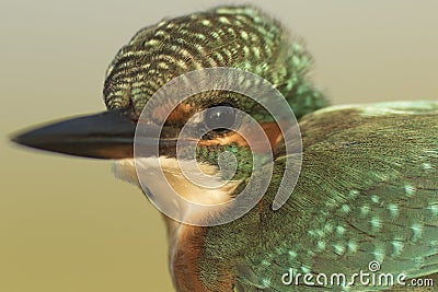 Kingfisher wild bird ! Stock Photo