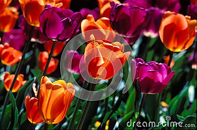 Closeu field of purple and orange tulips. Stock Photo