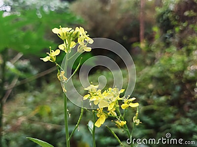 closeu view of Sinapis arvensis orthe charlock mustard, field mustard, wild mustard, flower Stock Photo