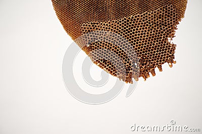 Closeup abandoned beehive isolated on the white background Stock Photo