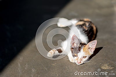 Closeup abandoned multicolored kitten with sad eyes looking at camera. Stock Photo