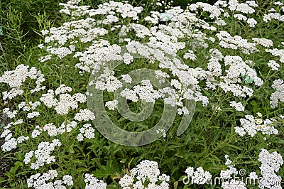 Achillea distans with white flowers Stock Photo