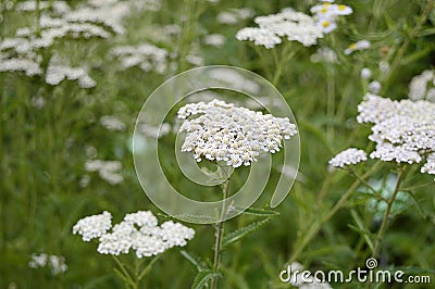 Achillea distans with white flowers Stock Photo