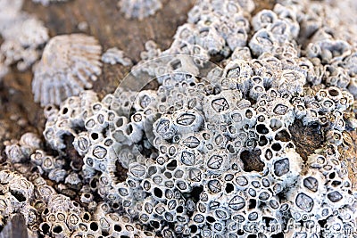 Closeup of Acorn barnacles on a beach rock Stock Photo