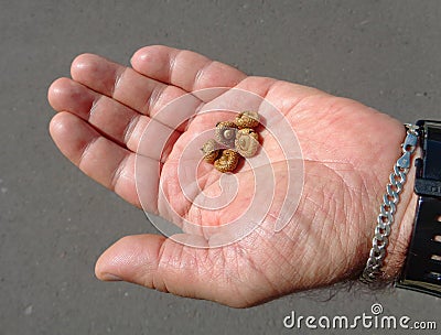 Closeup Acorn caps in man hand Stock Photo