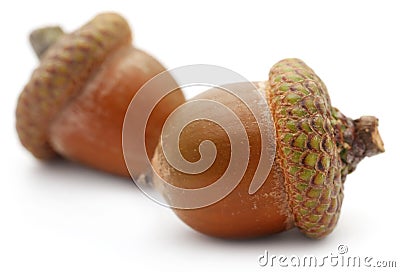 Closeup of acorn Stock Photo