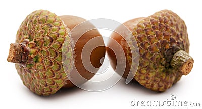 Closeup of acorn Stock Photo