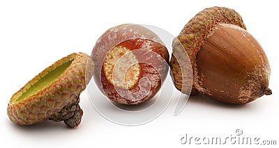 Closeup of acorn Stock Photo