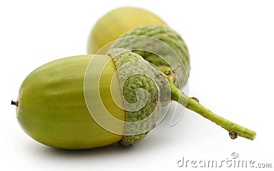 Closeup of acorn Stock Photo