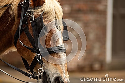 Closeup of adorable horse grazing outdoors Stock Photo