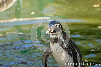 Closeup of an adorable Humboldt penguin near a pond in a zoo Stock Photo