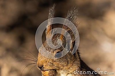 Closeup of an adorable squirrel enjoying a treat in a forest during daytime Stock Photo