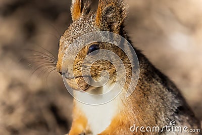 Closeup of an adorable squirrel enjoying a treat in a forest during daytime Stock Photo