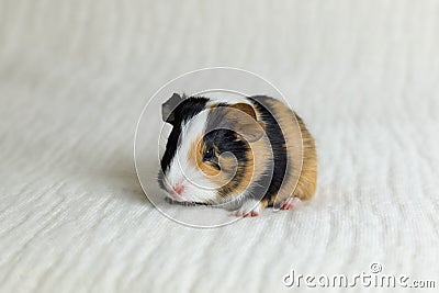 Closeup of adorable tricolour two-day-old guinea pig with black button eyes sitting on couch Stock Photo