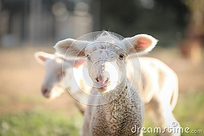 Closeup of an adorable white lamb in a field on a sunny day Stock Photo