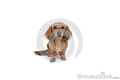 Closeup of an adult blonde longhaired wire-haired Dachshund dog isolated on a white background Stock Photo