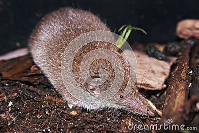 Closeup on an adult and grey hairy Greater white-toothed shrew , Crcodura russula Stock Photo