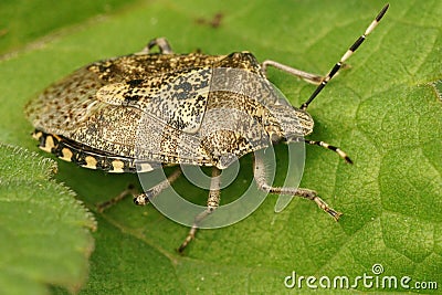 Closeup on an adult of the grey mottled shieldbug, Rhaphigaster nebulosa on a green leaf Stock Photo