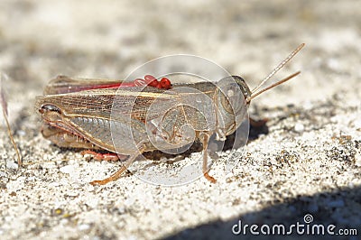 Closeup on an adult Italian locust, Calliptamus italicus, sitting on a stone , with red eggs of a parasite on it's Stock Photo